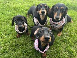 Daisy, Sizzle, Frankie and Buttercup.