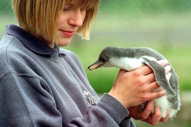 Harry was a three week-old penguin chick, whose mother died as a result of eating something a visitor to Blackpool Zoo threw into the enclosure. He was being hand-reared by penguin keeper Maria Cadman in 1997