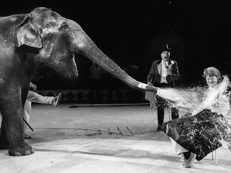 Teacher Laura Turner, is sprayed with gallons of water by Alexandra the elephant at Blackpool Tower Circus for a special wash and shampoo session on Wednesday 25th of October 1989. Laura loved elephants and won the chance to have her unique hairdo in a National Childrens Home Charity auction