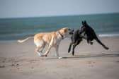 Britain's beaches swap parasols for paws as several more coastal spots reopen to dogs on 1st October