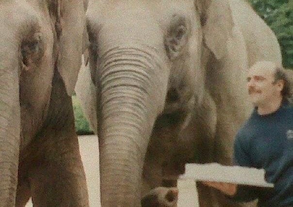 In 1999 the Zoo acquired two more Asian elephants making a total of four. They came from the Berlin State Circus, which was going into liquidation. This photo shows Pete Morris, one of the Zoo's longest serving members of staff, with two of the elephants in the 1980s