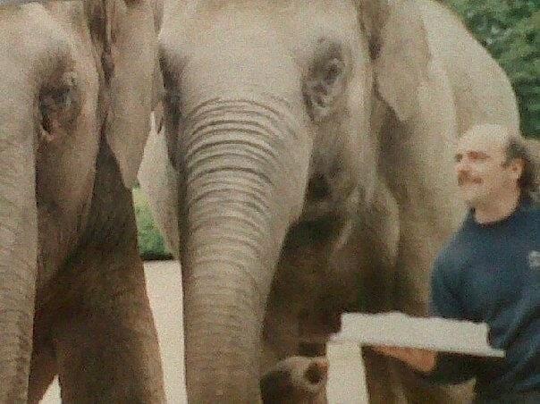 In 1999 the Zoo acquired two more Asian elephants making a total of four. They came from the Berlin State Circus, which was going into liquidation. This photo shows Pete Morris, one of the Zoo's longest serving members of staff, with two of the elephants in the 1980s