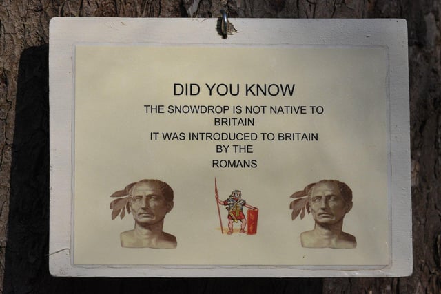A sign explaining the history of the snowdrop in Britain.