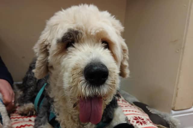 Meet Millie - a 10-year-old Old English Sheepdog. Although she is 10, she does not let her age slow her down, she is always eager to be out and about exploring. She travels really well in the car and loves looking out the windows. She walks really nicely and is friendly with people and dogs who she comes across. She could live with children of a secondary school age.