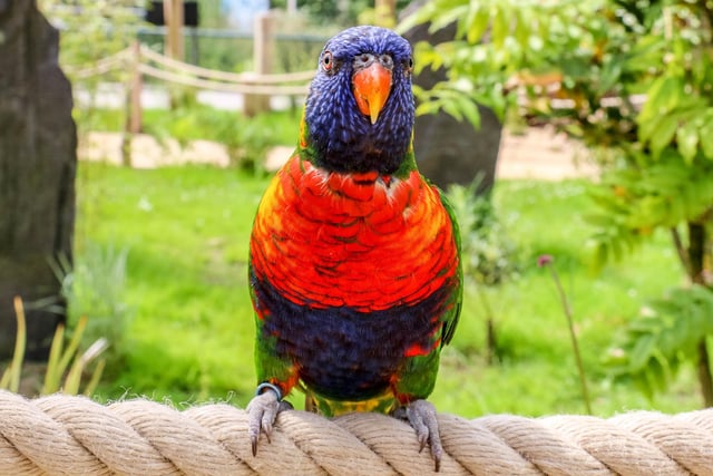 2019 was another incredibly exciting year  as it welcomed some of the world’s most endangered birds. Two new birdhouses, designed by the zoo’s in-house avian experts were built. They house birds whose plight was being highlighted in an international Silent Forests fundraising and awareness campaign. This is one of the zoo's beautiful Rainbow Lorikeets