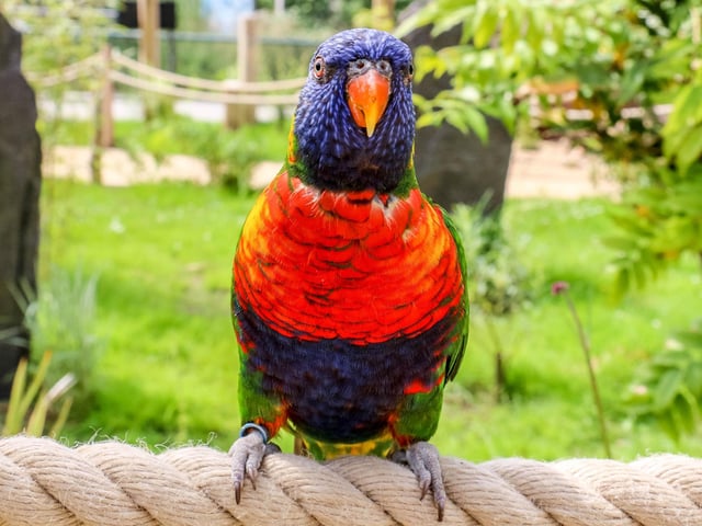 2019 was another incredibly exciting year as it welcomed some of the world’s most endangered birds. Two new birdhouses, designed by the zoo’s in-house avian experts were built. They house birds whose plight was being highlighted in an international Silent Forests fundraising and awareness campaign. This is one of the zoo's beautiful Rainbow Lorikeets