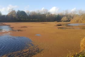 Archive picture of pond weed on Stanley Park lake