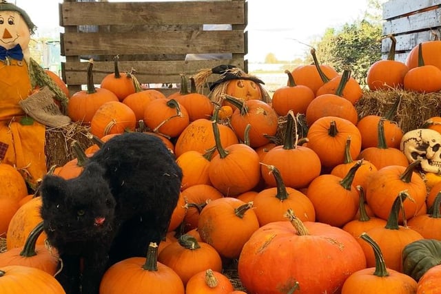 Farmer Ted’s Pumpkin Festival runs throughout October. As well as pumpkin carving, there are other thrilling activities including paintballing, spooky ghost stories and fancy dress competitions. Contact 0151 526 0002