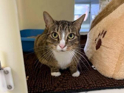 Meet 3-year-old tabby domestic short hair Tammy. She spends most of her time in her hidey bed on her inside pod, she doesn’t venture far yet as she is still getting used to her surroundings. She loves having some head strokes and will be your friend in no time if you allow her to rake things at her pace and offer some much-appreciated gentle fuss. This lovely lady would suit a home where she is the only animal in the house and could live with children aged 14+.