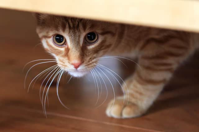 Cats often hide under beds on bonfire night to get away from the noise