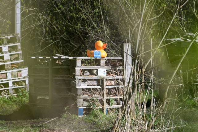 Where is this duck hiding?