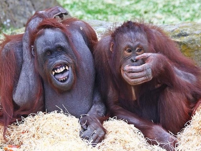 The results of what was then the biggest animal investment in the zoo’s history are unveiled. Orangutan Outlook, with its split level viewing complete with huge windows, was home to one male and three female Bornean orangutans. The orangutans settle into the new enclosure