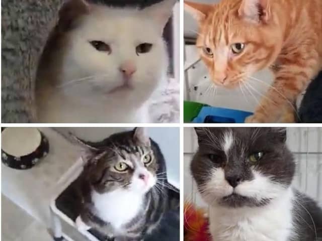 Tenderpaws cat sanctuary give 'feral' cats a second chance.