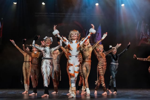 Clever Cats in Twinkletoes at the Winter Gardens