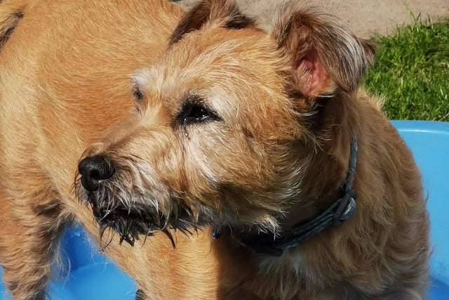 This is Ollie cooling down in the pool