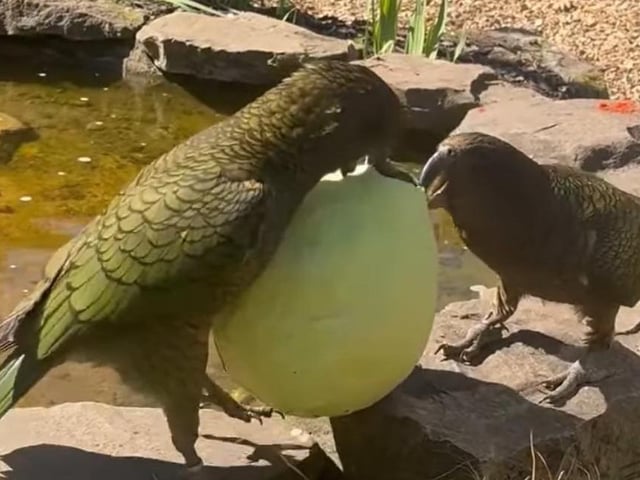 An egg to match their colouring!