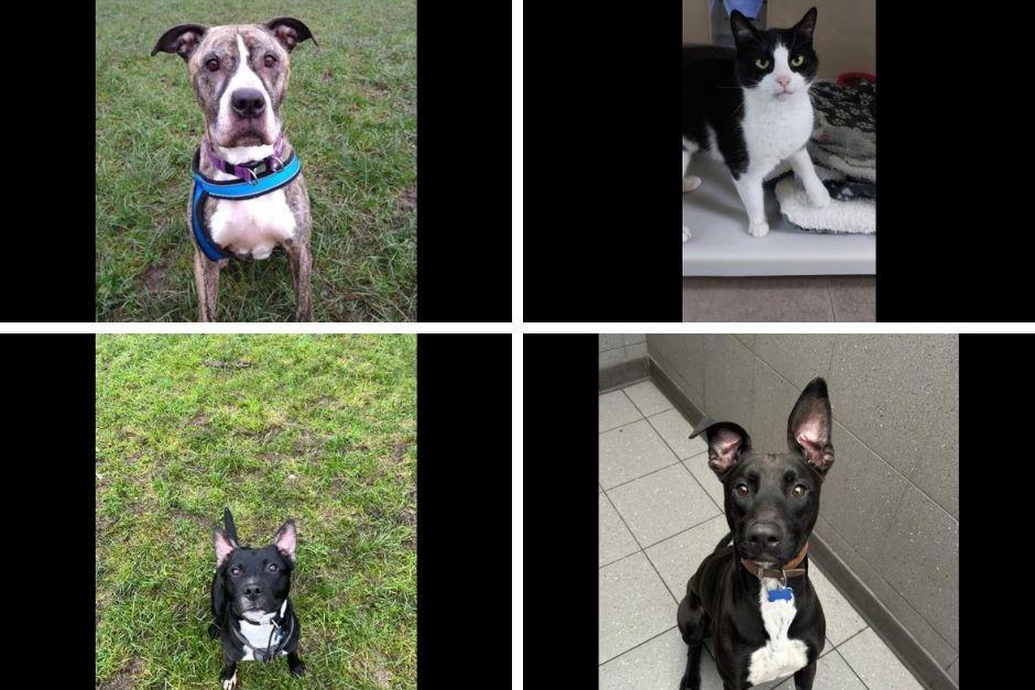 Meet 9 adorable RSPCA dogs and cats in need of loving homes this Christmas