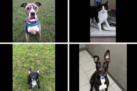 These are some of the many adorable cats and dogs ready to be adopted at the RSPCA Preston and District Branch.