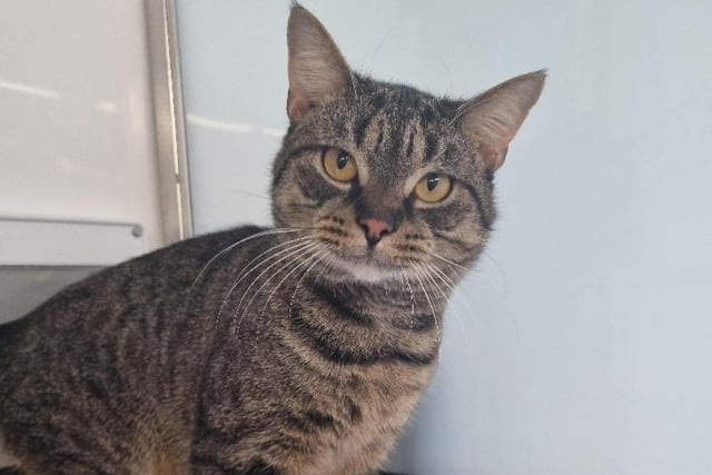 Emmanuel, who is two, is a very handsome but timid boy who is searching for a special home. He hasn’t had the best start in life and arrived in the care of the RSPCA after being removed from a multi-cat household of over 60 cats who were living in horrendous conditions
