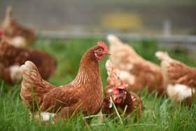 Highly pathogenic avian influenza H5N1 was confirmed at a second premises near Poulton-le-Fylde (Credit: Thomas Iversen)