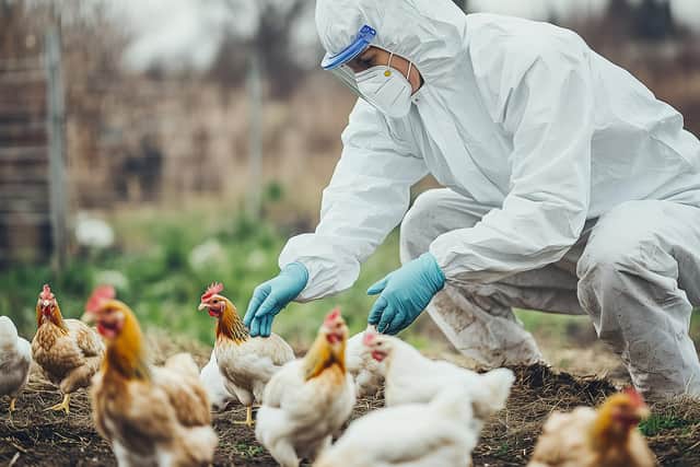 A Veterinarian examining chickens on a poultry farm for bird flu.