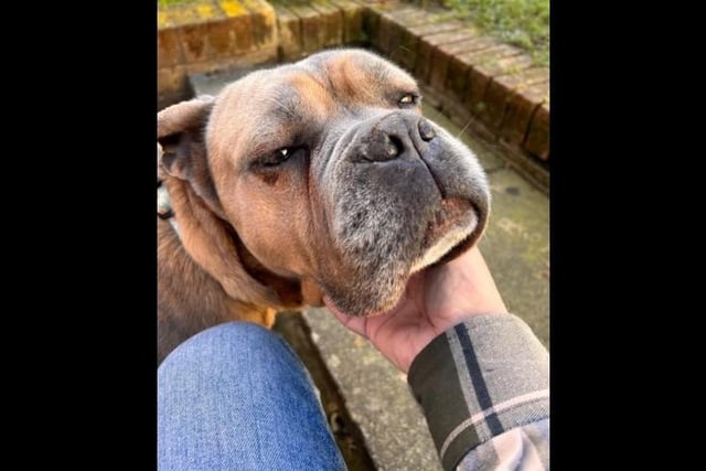 Meet beautiful five-year-old Old Tyme Bulldog Cross Roxy. Roxy hasn't had the best start in life unfortunately being let down by humans, due to this Roxy arrived very shut down and worried about everything in life. She is a very timid girl so she needs a family that can help her gain confidence and thrive. She would really benefit from a home with another dog that meets her energy to help boost her confidence and can live can live with children 5+ that are dog savvy.