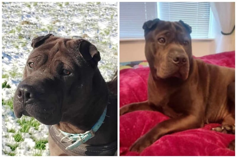Rocco is a five year old male Shar Pei. He has brilliant house manners and is friendly towards other dogs. He takes a while to make friends and couldn't be rehomed with cats or small furries. He has been with Homeless Hounds for more than a year and desperately needs forever love in a new home