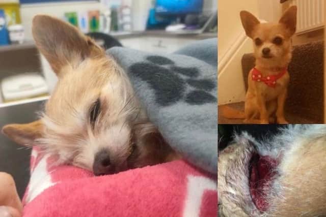Coco, the tiny 'loving' family dog who had to be put to sleep after an unprovoked attack on a Blackpool park on 26 Feb 2023. Left: Coco's final moments, Bottom right: the injury caused during the attack.