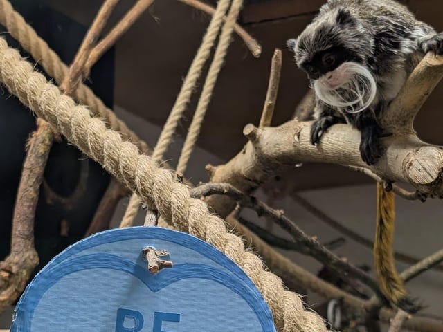 Emperor tamarin monkey says 'Be Min'.e