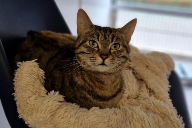 Topsy was abandoned by her previous owner. She is such a character with an attentive nature but with a little sprinkle of sass at the same time! She is around four years old
