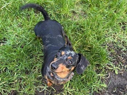 Meet some precious RSPCA animals in need of Lancashire homes in 2026