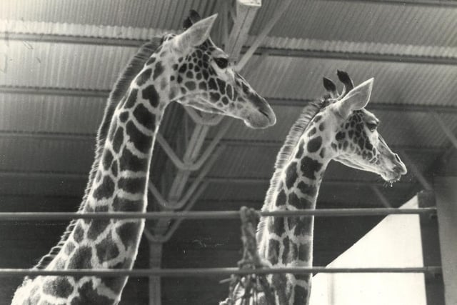 Giraffes Census (male) and Twiga (female) who arrived at Blackpool Zoo in June 1972