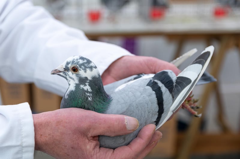 One of the pigeons available for auction at The Solaris Centre. The bird had to be kept out of the main event at the Winter Gardens due to bird flu precautions.  Photo: Kelvin Stuttard