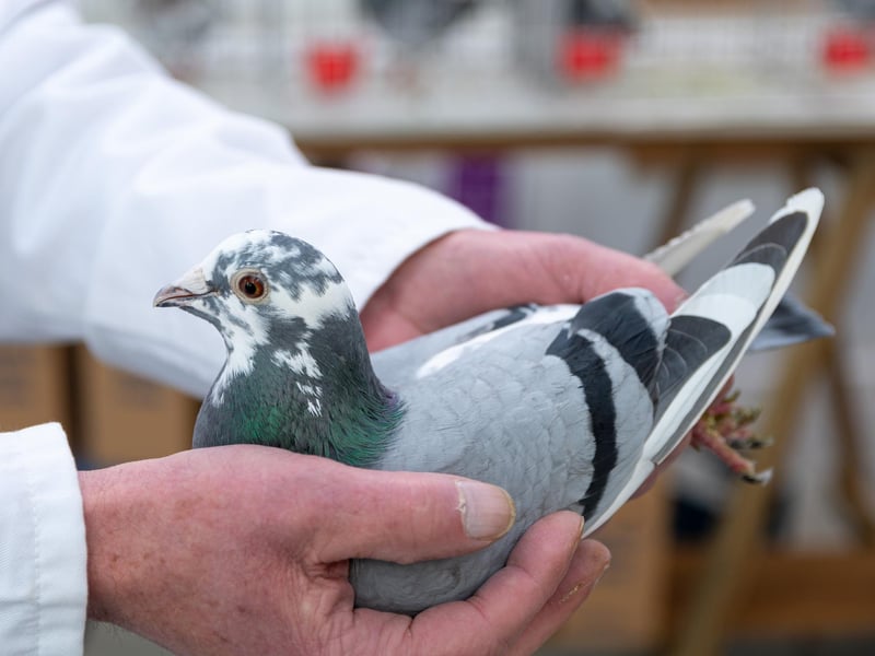 One of the pigeons available for auction at The Solaris Centre. The bird had to be kept out of the main event at the Winter Gardens due to bird flu precautions. Photo: Kelvin Stuttard