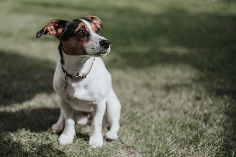 Jack Russells were stolen three times in Lancashire during 2021/22.