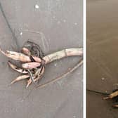 Hemlock - dubbed 'the most poisonous plant in Britain' - was spotted on a Lancashire beach. Photo: Ian Lythgoe