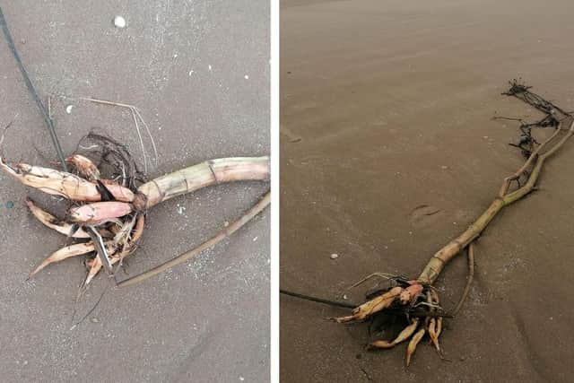 Hemlock - dubbed 'the most poisonous plant in Britain' - was spotted on a Lancashire beach. Photo: Ian Lythgoe