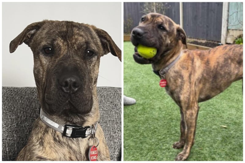 Anais is a female Shar Pei lurcher cross who is 11-months-old. She is the full package being fully house trained, dog friendly, cat friendly, calm, gentle and steady. The perfect house mate
