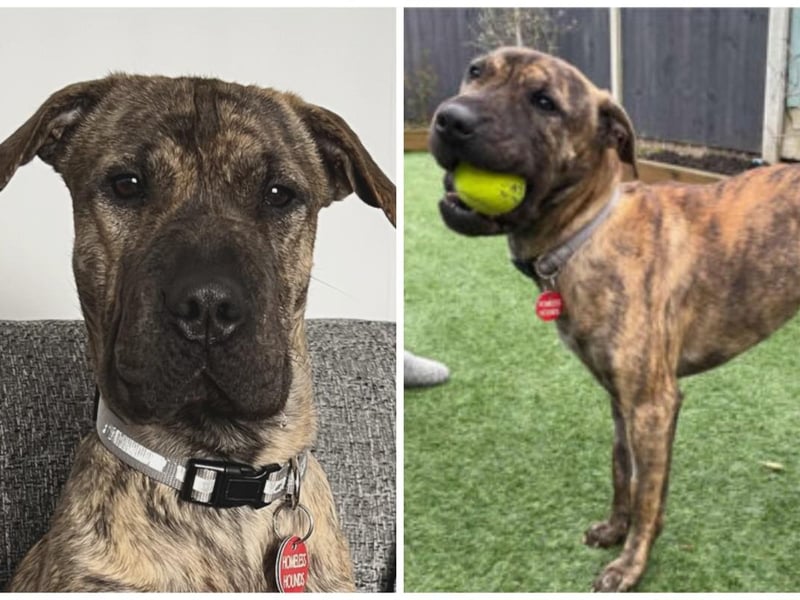 Anais is a female Shar Pei lurcher cross who is 11-months-old. She is the full package being fully house trained, dog friendly, cat friendly, calm, gentle and steady. The perfect house mate