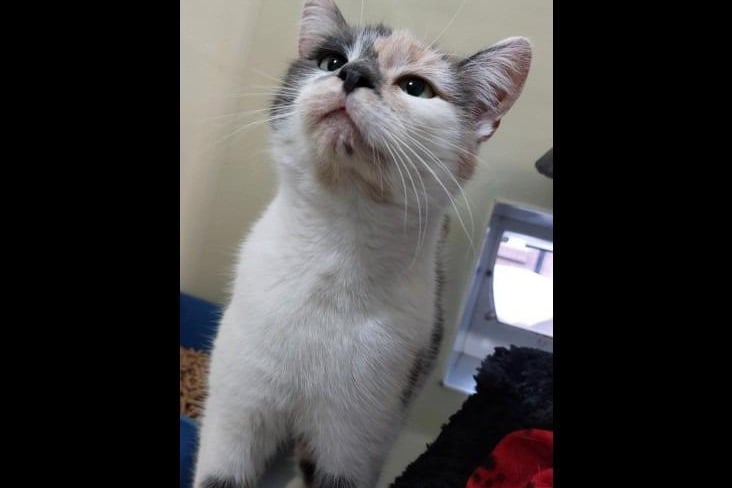 Geraldine is a beautiful Calico four-year-old girl who is a serial cuddler and enjoys a good old head scratch. She came into RSPCA Care after she had been abandoned, but this gentle soul hasn't let this phase her as she's got a lot of love to give and once she has a bond with you, she will form a beautiful relationship. Geraldine is looking for a home where she is the only pet with children 5+.