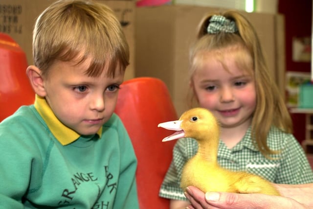 Dalton Mitchell and Christina Jackson meet a duckling at Grange Park Infants School in 2001