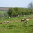Dog owners across the North West are being urged to keep their pets under control as lambing season gets under way. (Photo by It's No Game on Flickr)