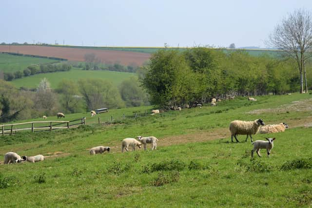 Dog owners across the North West are being urged to keep their pets under control as lambing season gets under way. (Photo by It's No Game on Flickr)