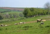 Dog owners across the North West are being urged to keep their pets under control as lambing season gets under way. (Photo by It's No Game on Flickr)