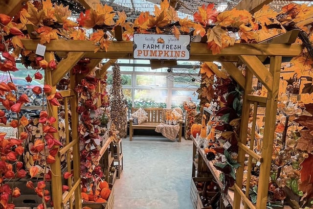 Pumpkins this way.... Credit: Oliver Hallam