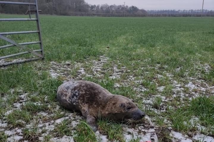 A seal pup had to be rescued from a farmer’s field in Lancashire 18 miles inland and returned to the sea after it went for a wander from a nearby river in January.
The grey seal was spotted about a kilometre (0.6 miles) away from the River Ribble near the Capitol Centre in Walton-le-Dale, Preston.
It seems the seal had wandered across three farmers fields before he was spotted by a member of the public who alerted the British Divers Marine Life Rescue (BDMLR) and the RSPCA as well as the practice manager from the nearby Vets4Pets.
RSPCA animal rescue officer Kelly Nix, was sent to the scene and assisted the BDMLR in safely containing the seal in a cage and then sought advice from the charity’s Stapeley Grange Wildlife Centre in Cheshire.
