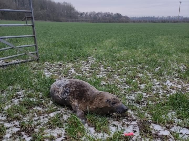A seal pup had to be rescued from a farmer’s field in Lancashire 18 miles inland and returned to the sea after it went for a wander from a nearby river in January.
The grey seal was spotted about a kilometre (0.6 miles) away from the River Ribble near the Capitol Centre in Walton-le-Dale, Preston.
It seems the seal had wandered across three farmers fields before he was spotted by a member of the public who alerted the British Divers Marine Life Rescue (BDMLR) and the RSPCA as well as the practice manager from the nearby Vets4Pets.
RSPCA animal rescue officer Kelly Nix, was sent to the scene and assisted the BDMLR in safely containing the seal in a cage and then sought advice from the charity’s Stapeley Grange Wildlife Centre in Cheshire.