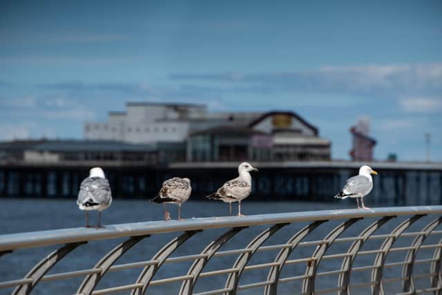 Seagulls on Blackpool promenade