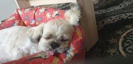 Benji age 11.