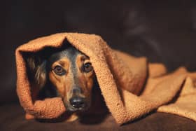 Dogs can get very stressed on bonfire night due to the loud noise from fireworks